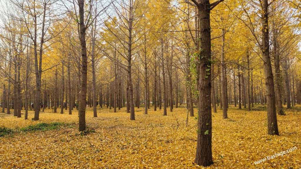 金黄色的银杏叶