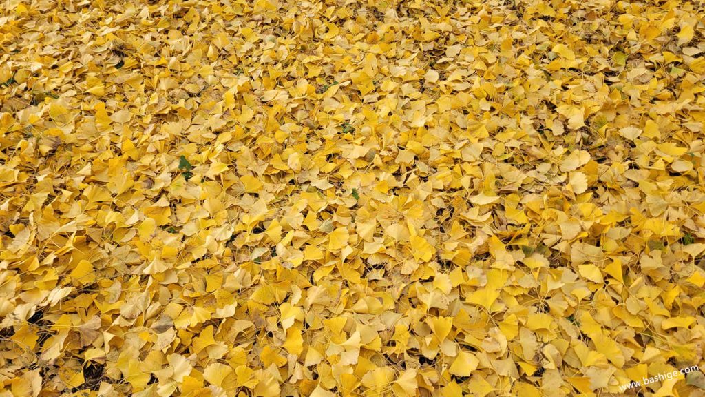 散落在地上的银杏树叶