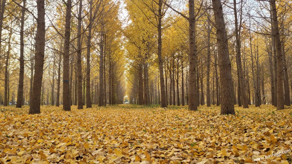 银杏园中的小路